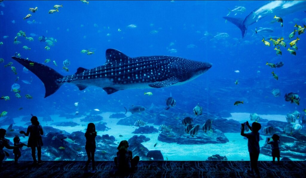 Dive into Wonder: Exploring the Enchanting Beauty of the World's Most Stunning Aquarium