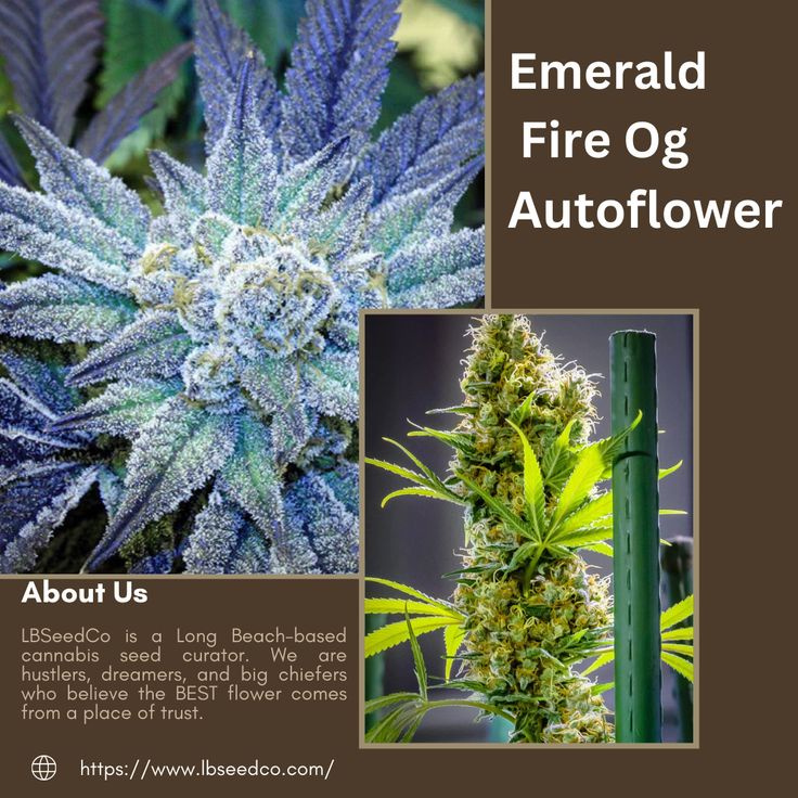 3 Best Methods For Germinating Emerald Fire OG Autoflower Seeds