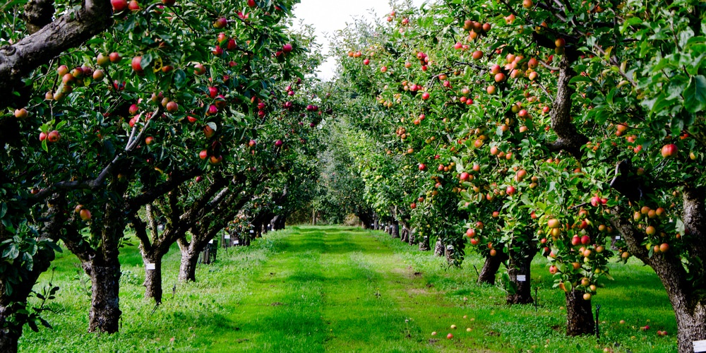 Top 5 Fruit Trees To Purchase Online For Your Garden