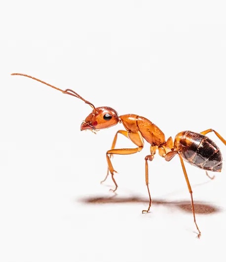 Expert Carpenter Ant Control and Red Ant Extermination in Maine