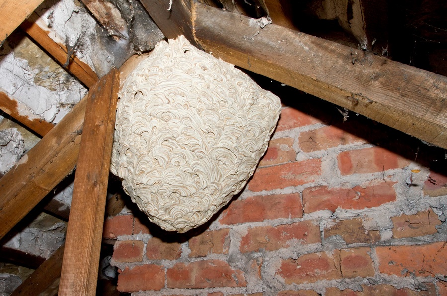 Wasp Nest Removal: Effective Methods and Prevention Strategies