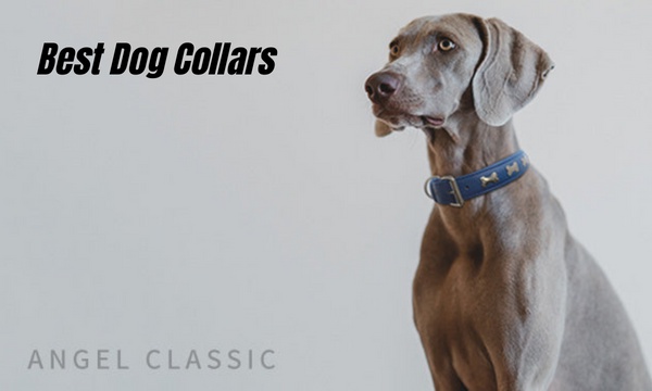 What is the Difference Between a Nylon and a Leather Dog Collar?
