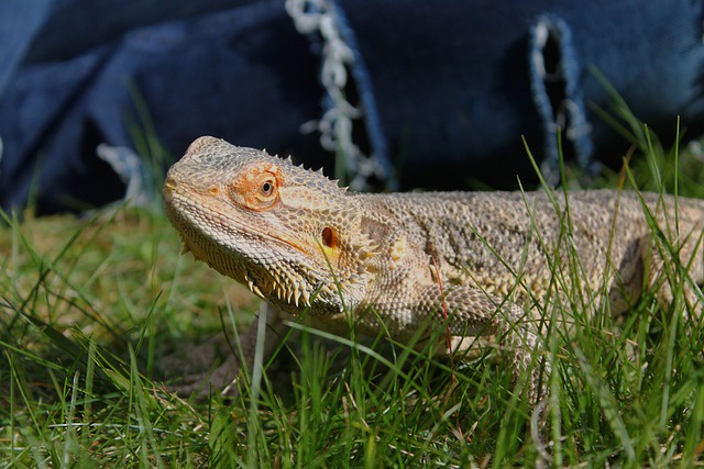 Bearded Dragon Fat Pads: Understanding Their Importance in Reptile Health