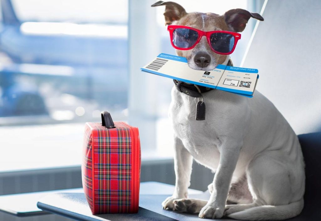 Traveling with Pets on Emirates Flights: Your Ultimate Guide