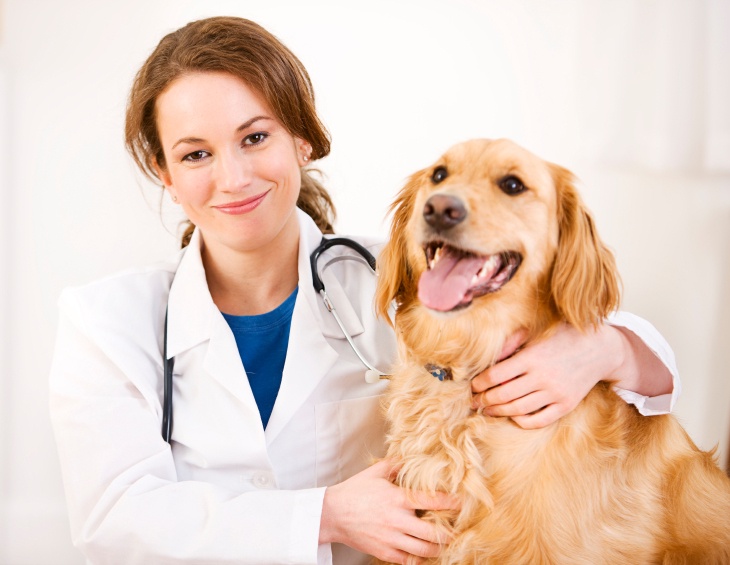 Take Services From Boodle Web Mart For The Best Seo Services For Veterinary Clinics!