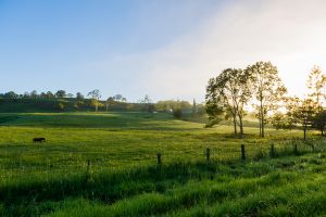 How Can a Building and Pest Inspection Help Uncover Hidden Property Problems?