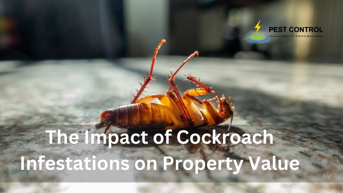 The Impact of Cockroach Infestations on Property Value