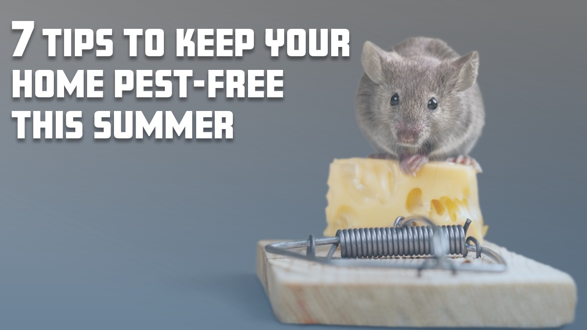 7 Tips to Keep Your Home Pest-Free This Summer