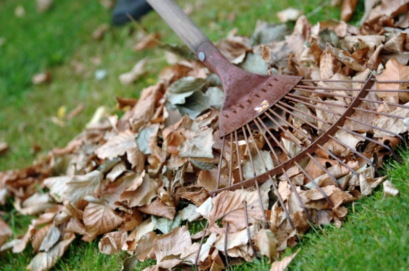 Garden Clearance in Brighton: Transforming Your Outdoor Space