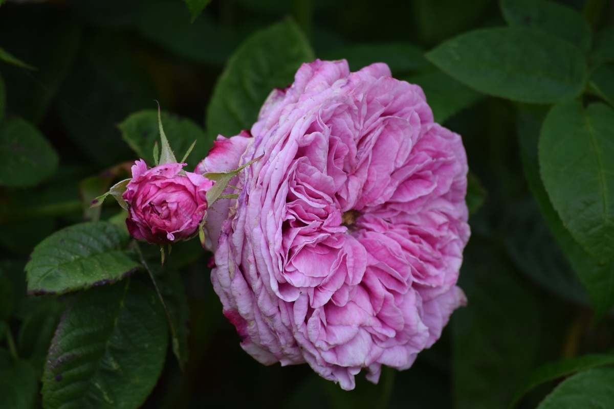 The Beauty of Wild Irish Rose: An Enigmatic Emblem of Ireland's Natural Grace