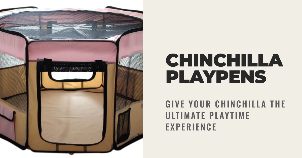 Unleash the Joy: Chinchilla Playpens for Boundless Fun