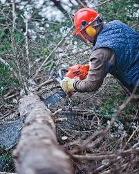 Enhancing Your Commercial Landscape: The Power of Professional Tree Services