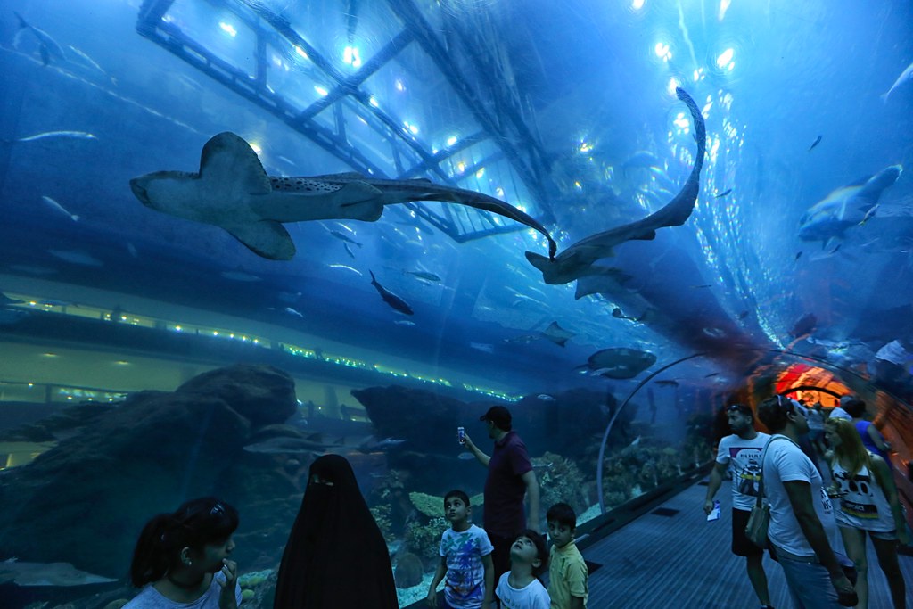 Exploring the Sublime Underwater Beauty of Dubai Aquarium