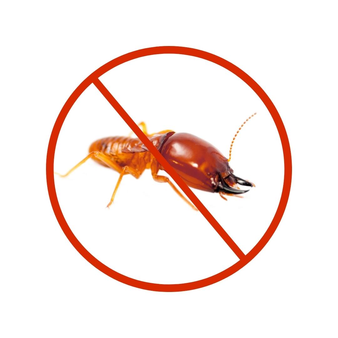 Understanding The Destructive Nature Of Termites And The Need For Professional Pest Control