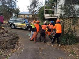 Nurturing Your Landscape: Choosing the Right Tree Removal Service in Mount Eliza
