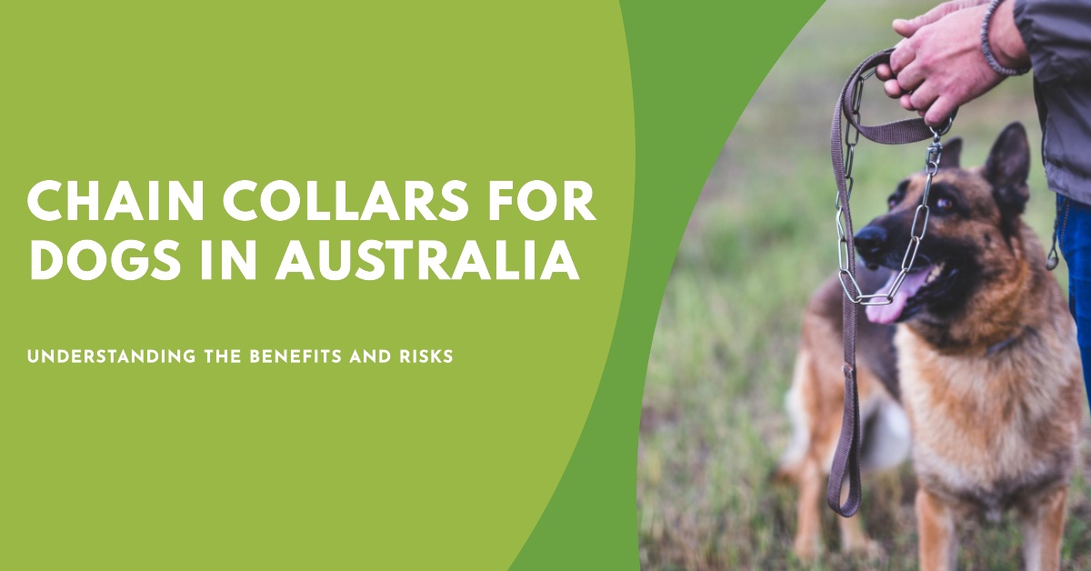 What You Need to Know About Chain Collars for Dogs in Australia