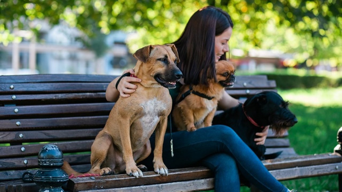 Local Pet Sitting Services: Ensuring Your Pet's Comfort and Care