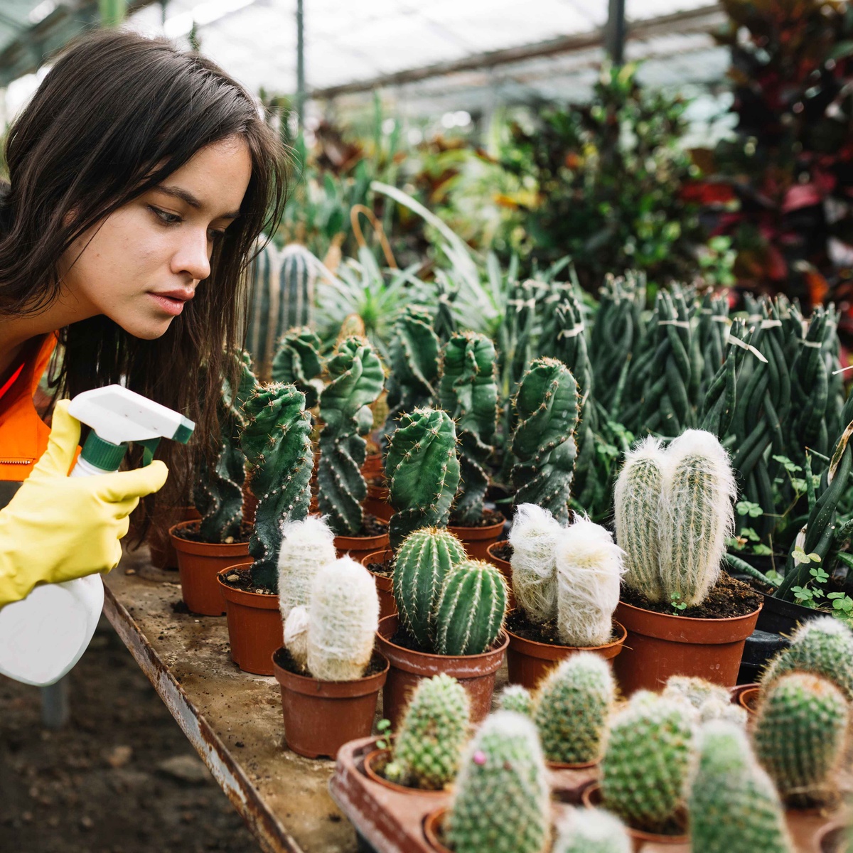 Mastering the Realm of Cacti with Expert Precision: Your Comprehensive Guide