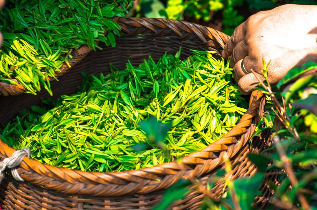 4 Reasons to Choose Organic Chai Tea
