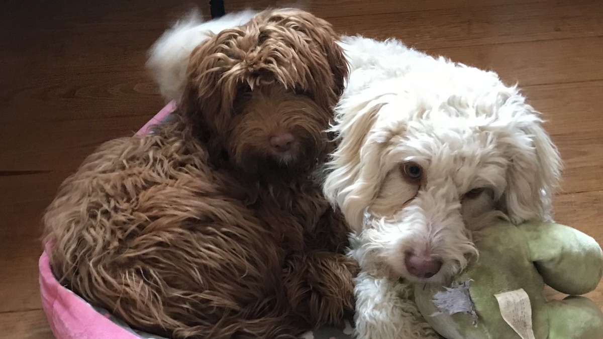 Finding Your Furry Happiness: Unveiling the World of Miniature Labradoodle Puppies