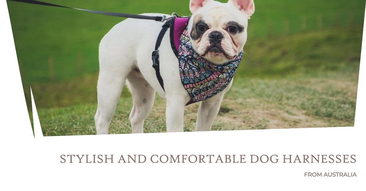 Stylish, Functional, and Comfortable Dog Harnesses from Australia