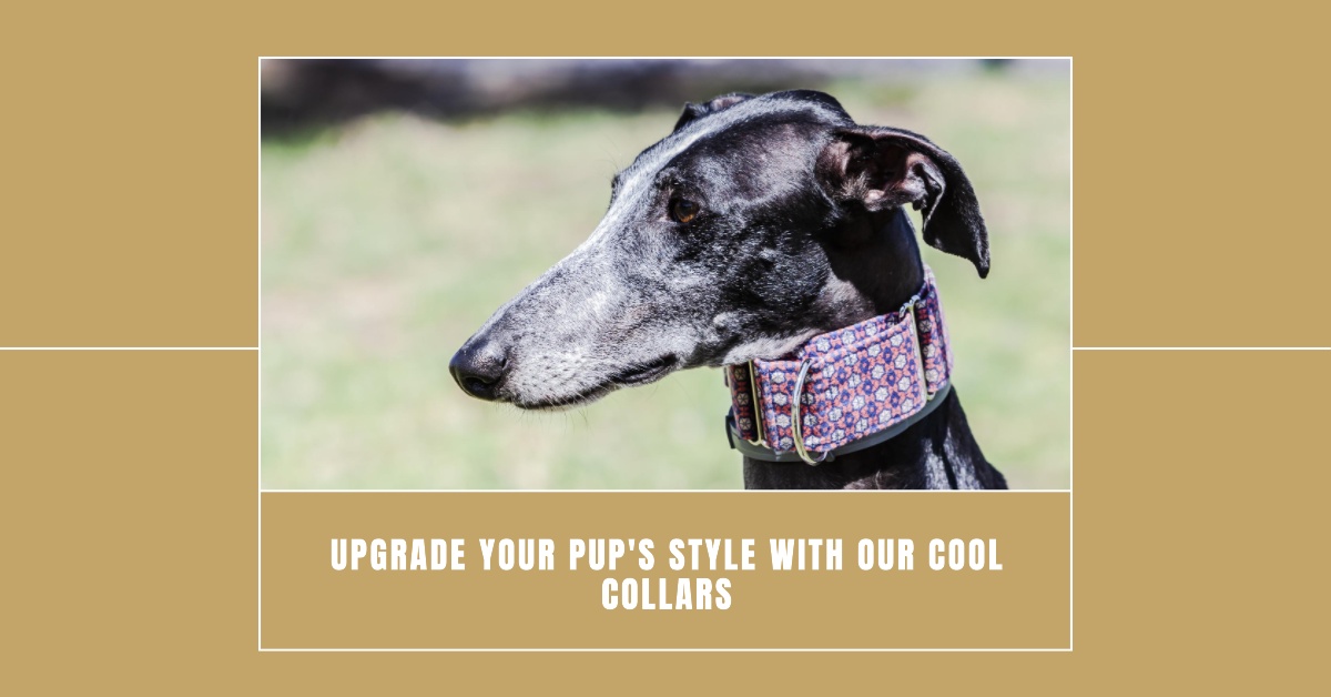 Style and Function for Your Furry Friend: Cool Dog Collars