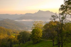 The Impact of Pest Infestations on Your Property's Value