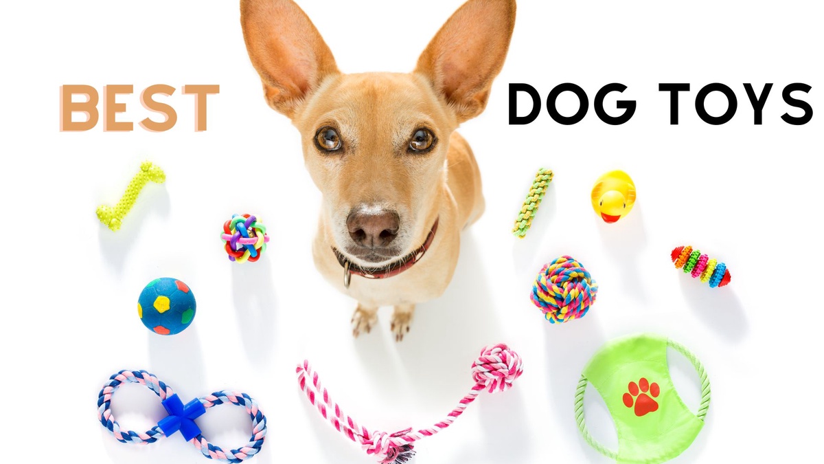 Best 10 Dog Toys in Singapore