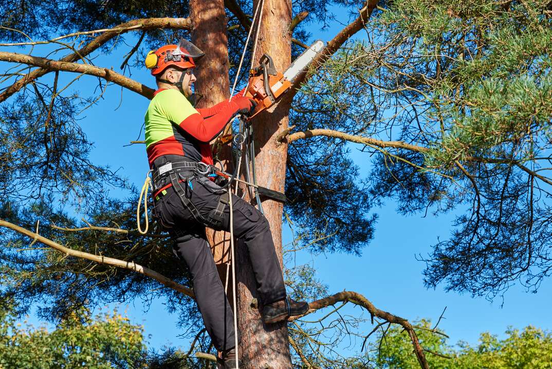 Tree Company In Houston Offering A Wide Range Of Removal Options