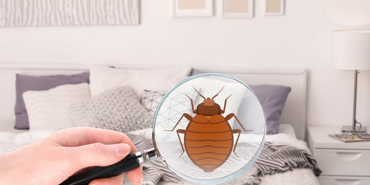 How To Control Bed Bug At Home