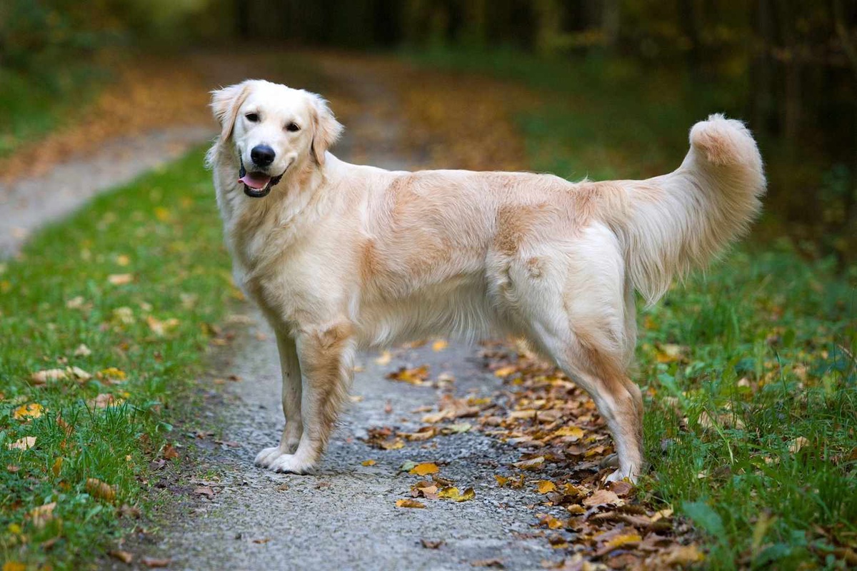 Goldwynns: Your Trusted Source for Golden Retrievers in Indiana