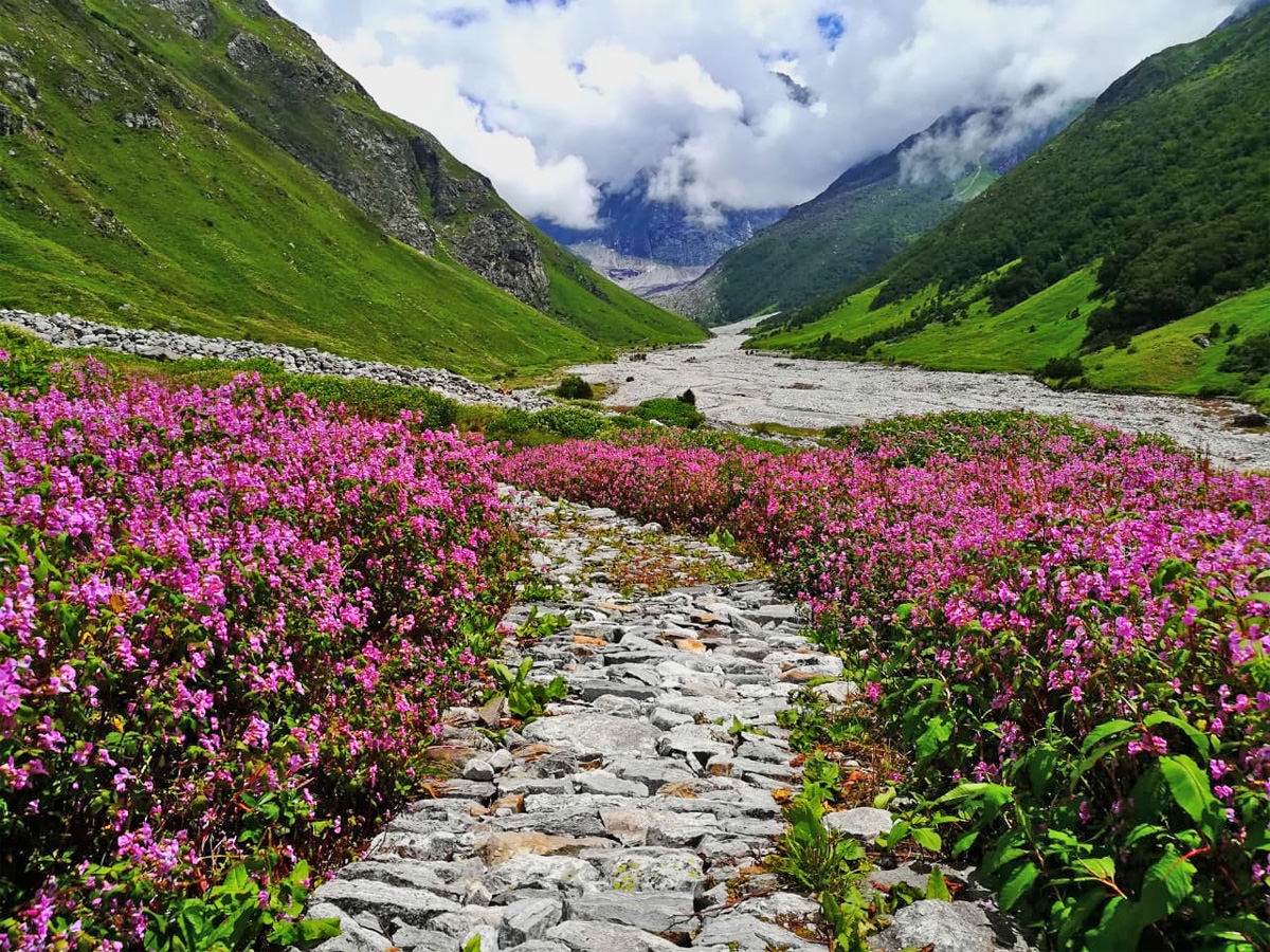 The Lap of Floral Paradise: Trekking the Valley of Flowers