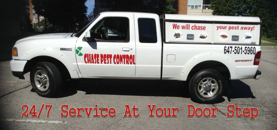 Pest control services in Toronto