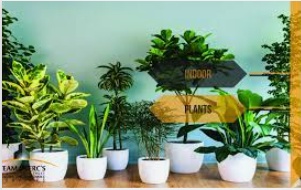 Greening Your Space: Buy Plants Online in Pakistan