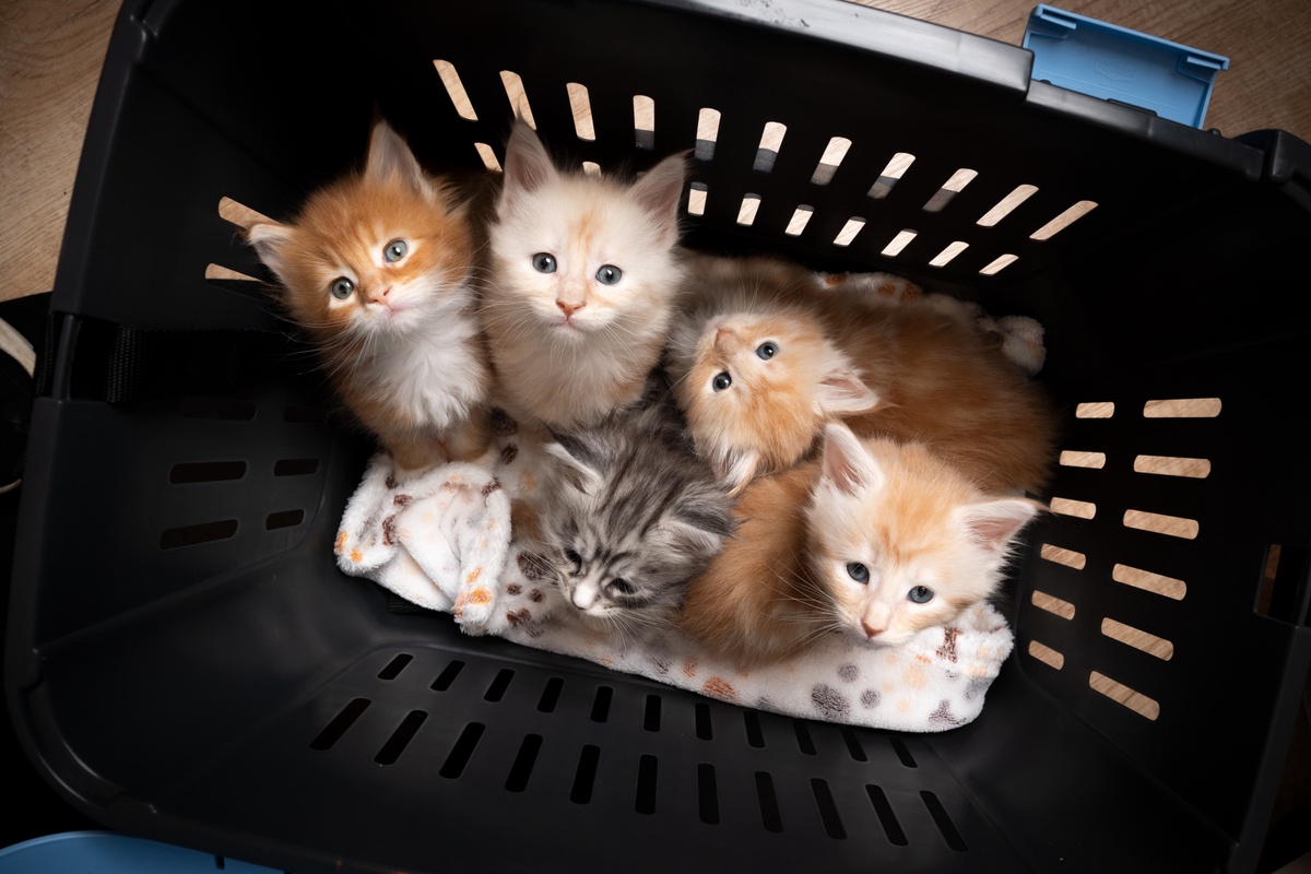 The Enchanting World of Teacup Persian Kittens in Florida