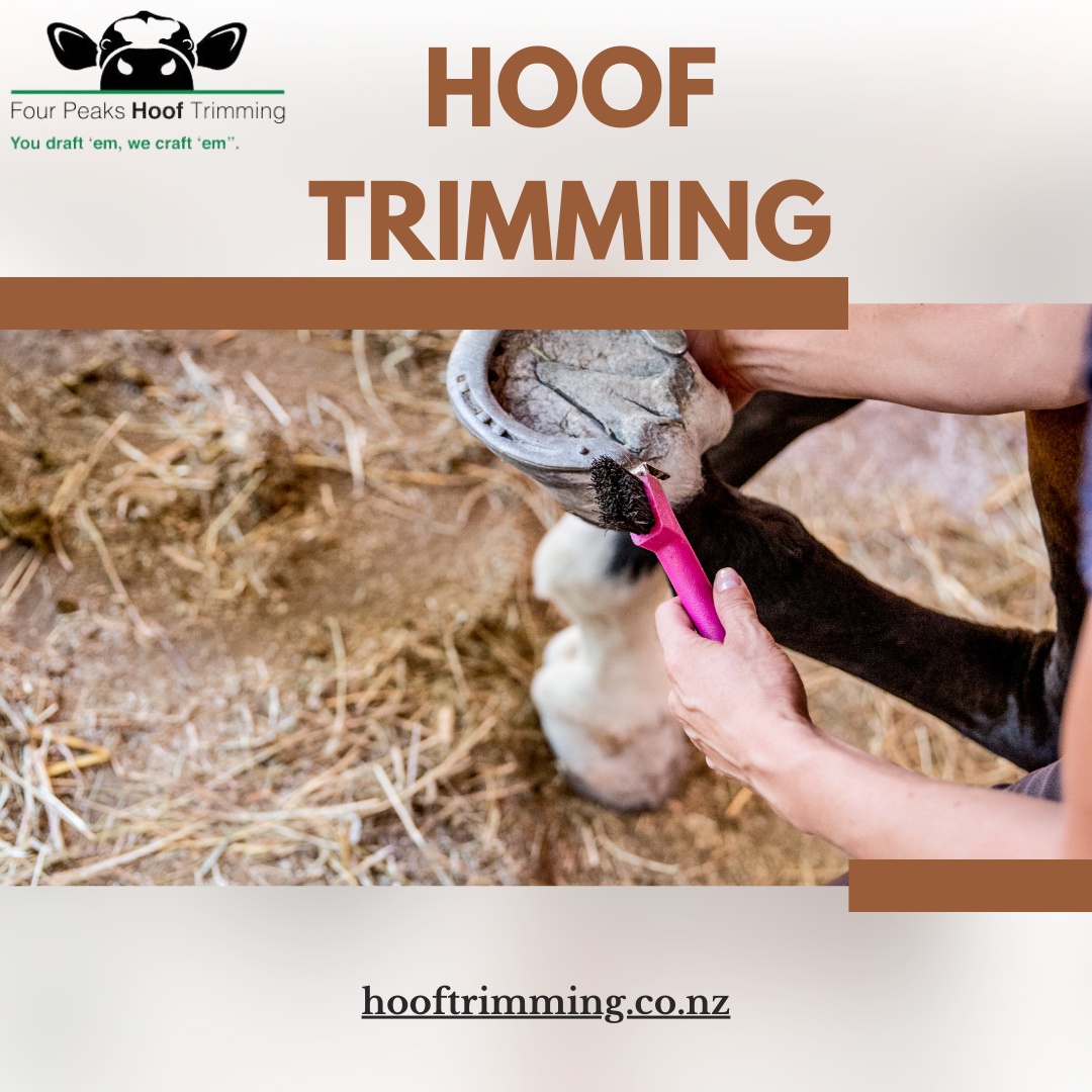 Trimming is the First Step to Hoof Health: Avoiding Common Problems