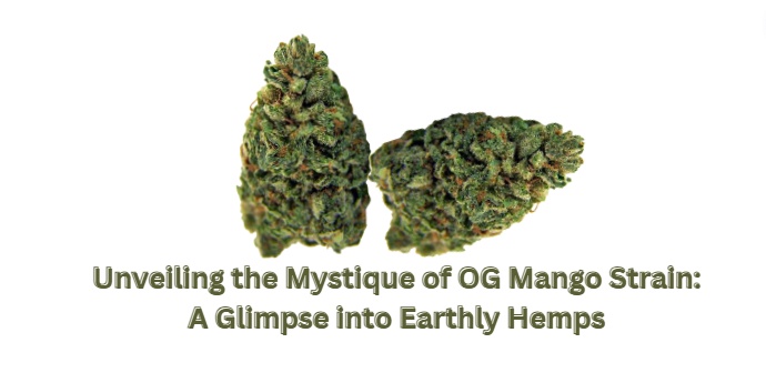 Unveiling the Mystique of OG Mango Strain: A Glimpse into Earthly Hemps