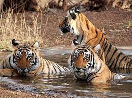 Wildlife Tour Packages in India: Embark on an Unforgettable Journey