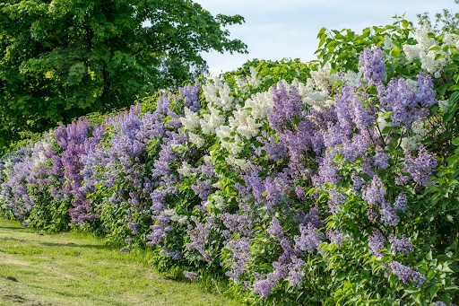 Hedge Plants: A Comprehensive Guide for Gardeners