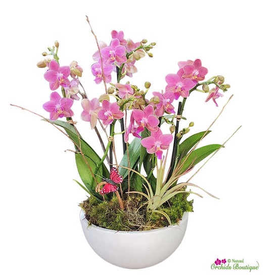 Choosing the Right Orchid for Your Home and Providing Optimal Growing Conditions