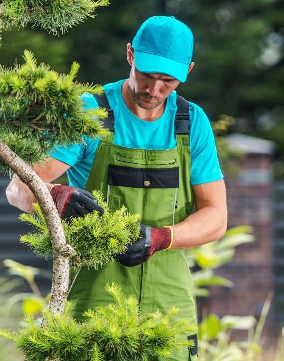 Choosing the Right Lawn Care Services in California: Tips for Homeowners