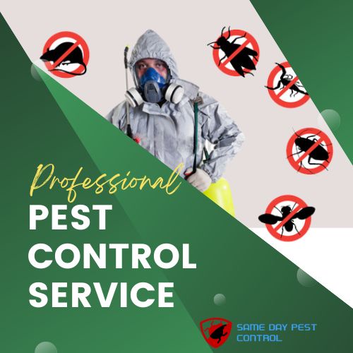 Swift Solutions: The Modern Approach to Urgent Pest Problems