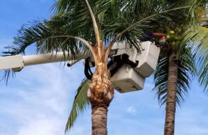 Essential Factors to Consider Before Removing Palm Trees in Sydney