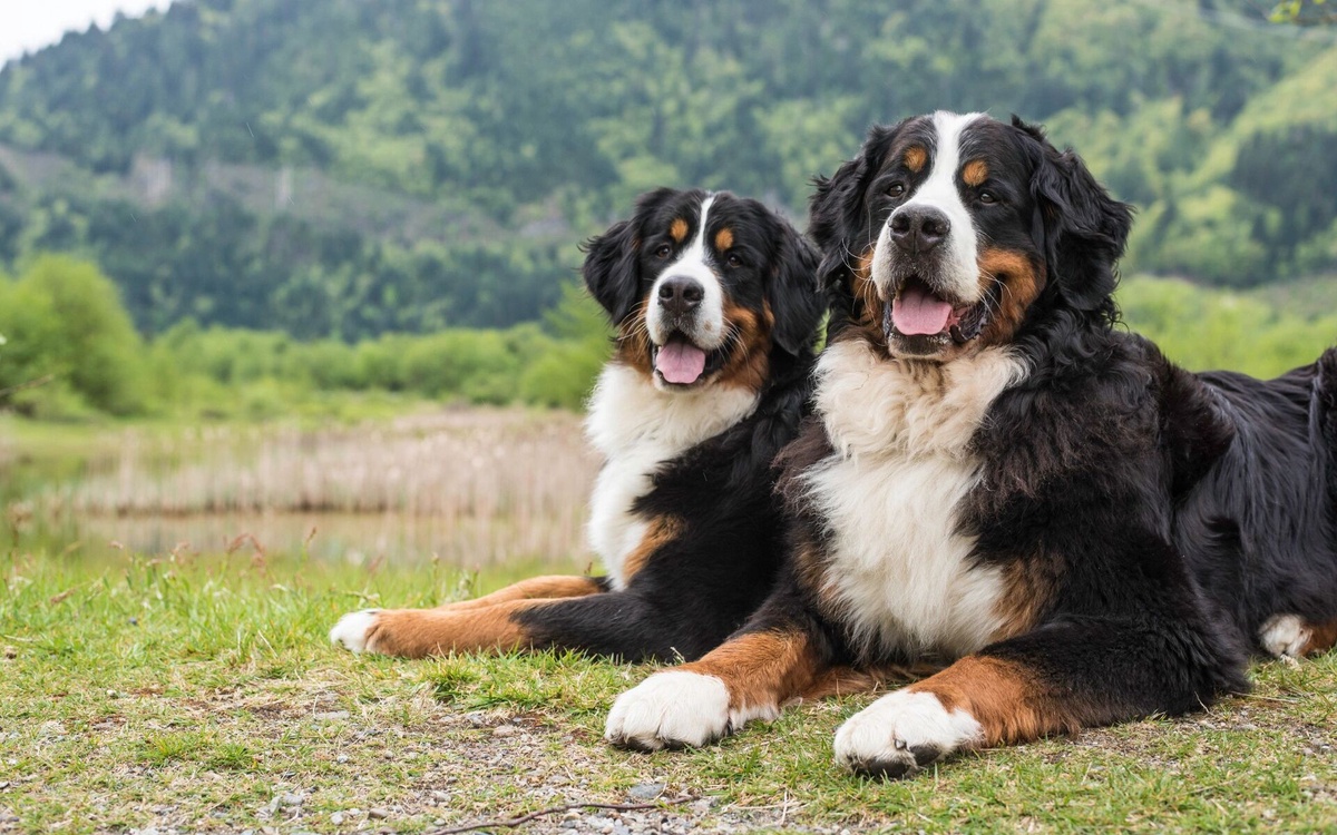 How to Take Care of Maintenance of Bernese Mountain Dogs