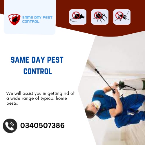 Immediate Pest Control Solutions for Your Peace of Mind