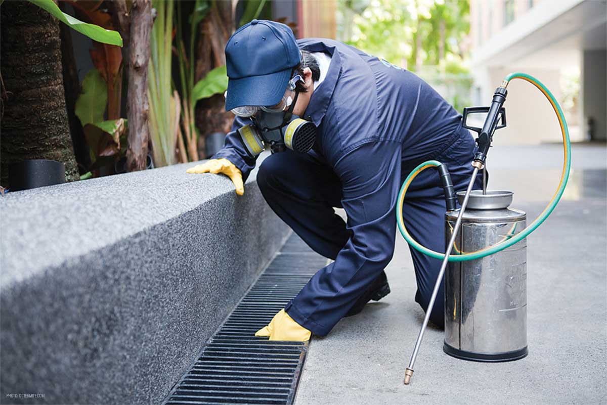 Unveiling the Cost of Pest Control in Dubai: A Comprehensive Guide