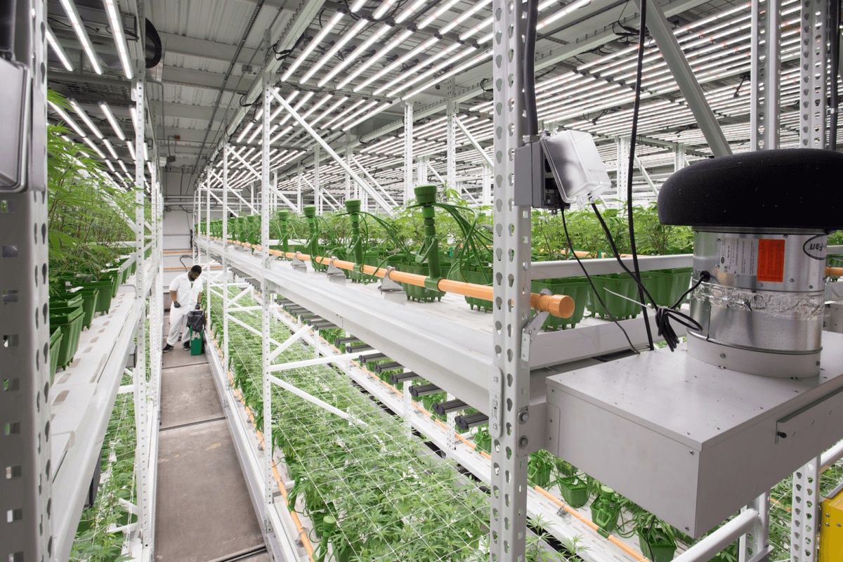 How Shelving Systems Promote Proper Airflow and Ventilation for Healthy Plant Growth