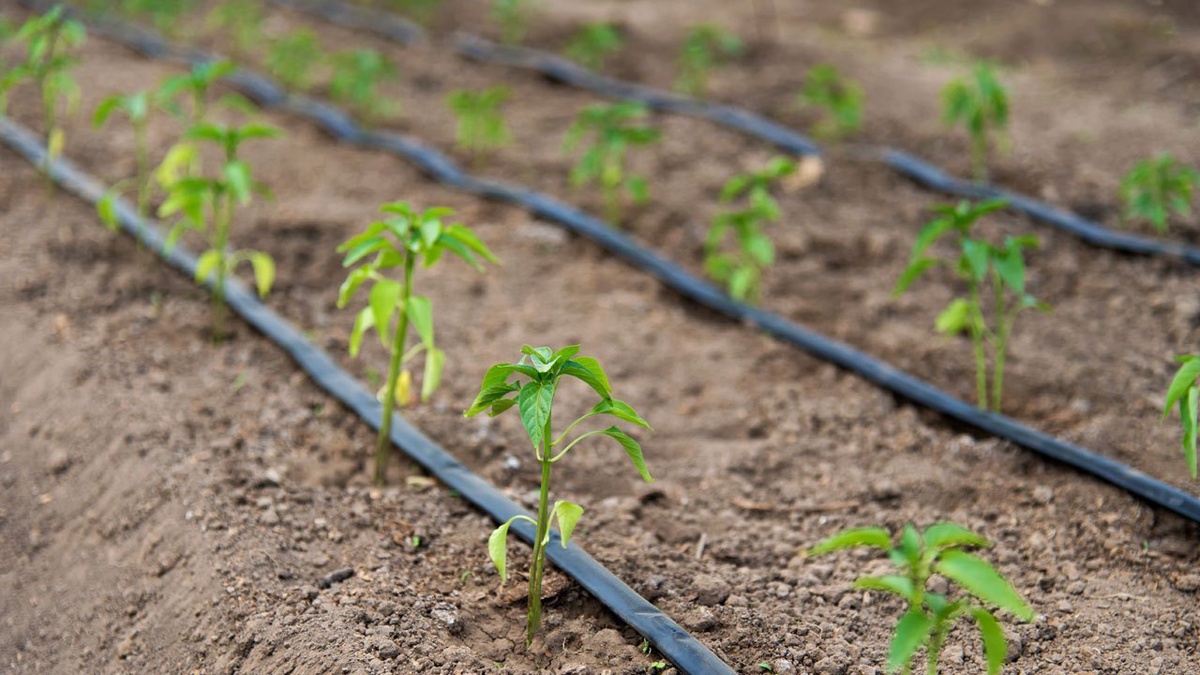 The Importance of Water Filtration for Drip Irrigation Systems: Insights from SCIGT Abu Dhabi