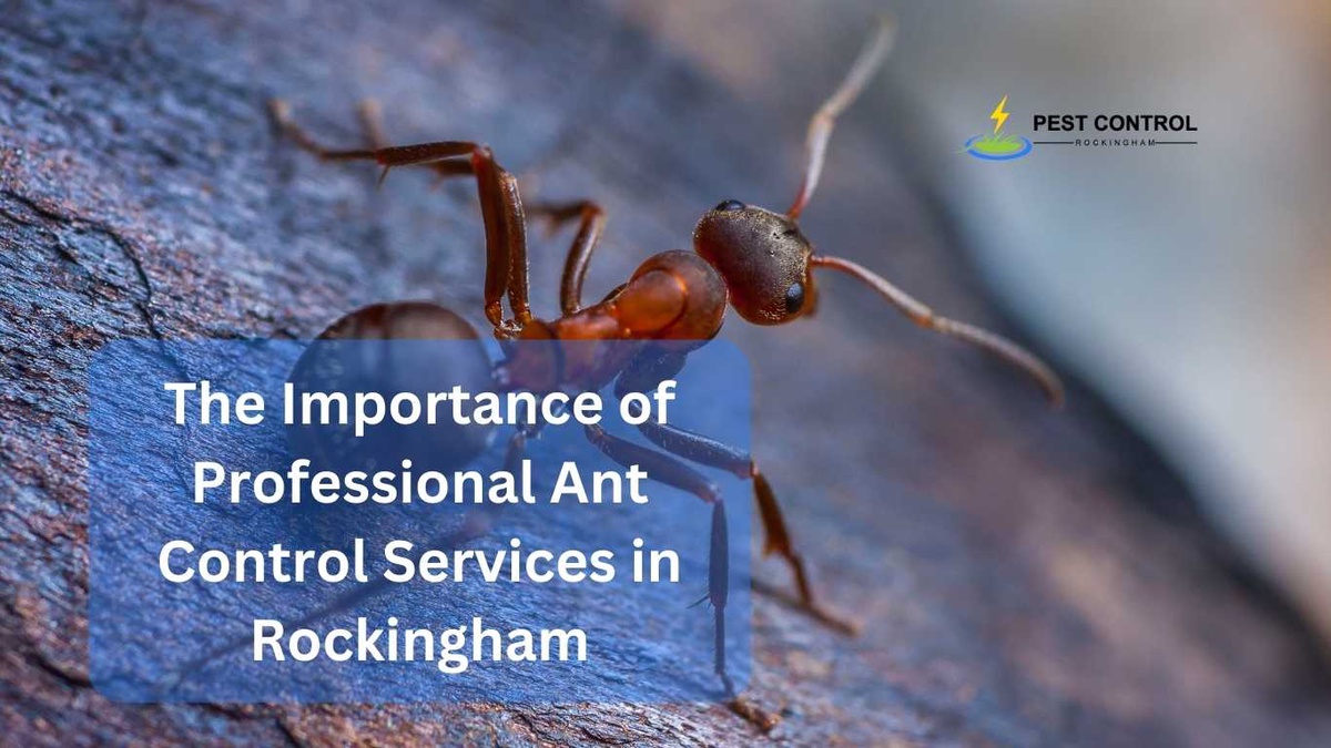 The Importance of Professional Ant Control Services in Rockingham
