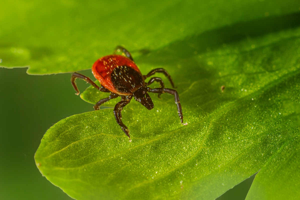 The Ultimate Guide to Pest Control: Tips and Strategies